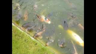 preview picture of video 'Feeding the Fish, Burnby Hall Gardens.wmv'