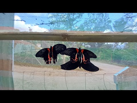 PAGGAGAWA NG KULUNGAN NG BUTTERFLY | PAANO GAWIN? | BUTTERFLY CULTURE | BUHAY PROBINSYA | @-tgc-