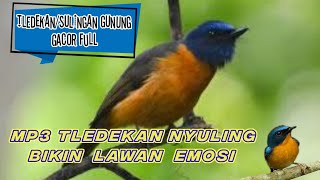 Download lagu mp3 tledekan gunung nyuling bikin lawan emosi mp3 Download lagu mp3 tledekan gunung nyuling bikin lawan emosi mp3
