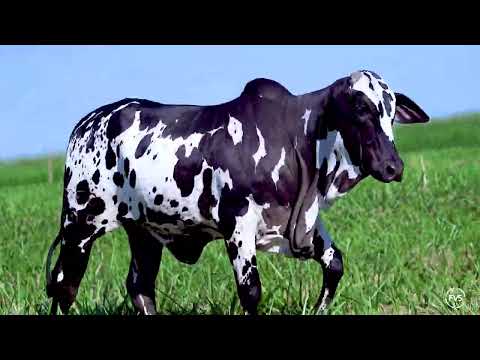 NELORE PINTADO - GALLI FIV PINTADO UBERABA - JPFC 690