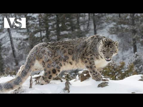 TIBET | Le Dernier Refuge Sauvage de l’Himalaya - Documentaire Animalier