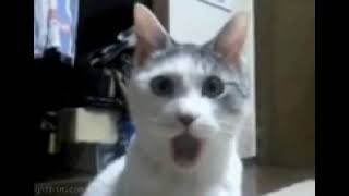 The cat birthday song 2023 NEW GIF 4 Seconds