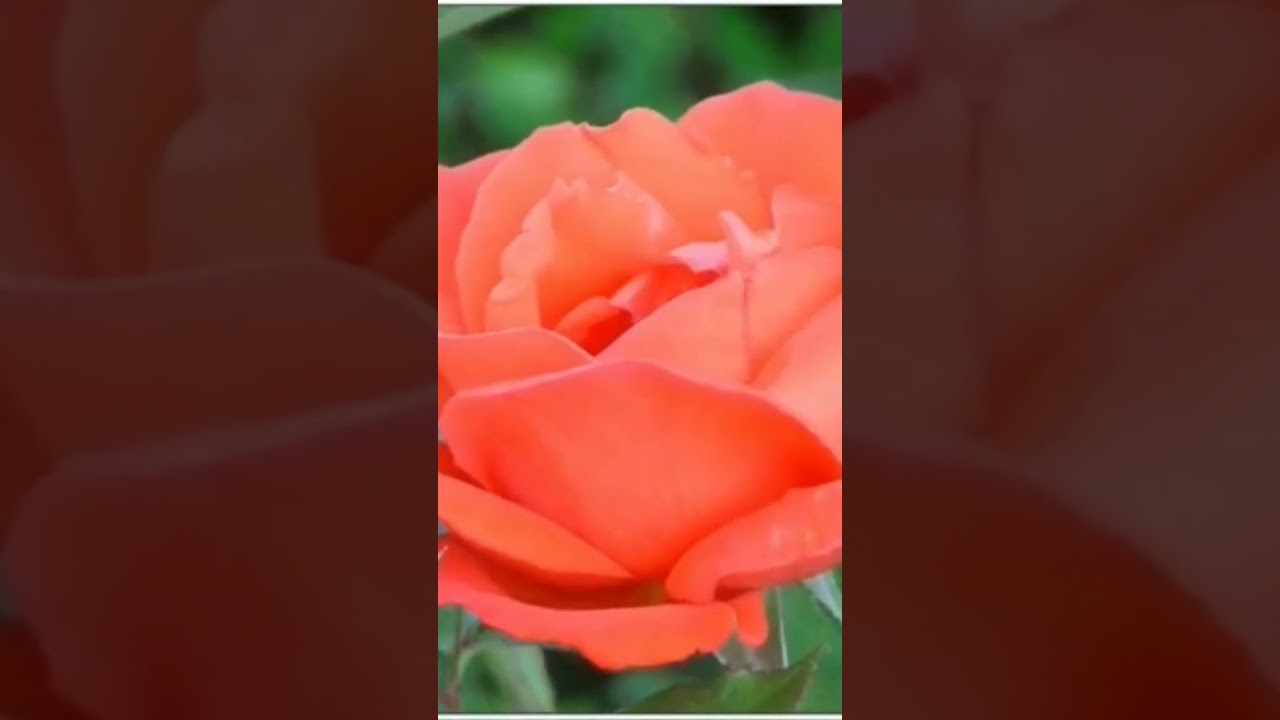 #beautifulflower #rose @sefatababavlog