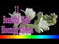 11 Beautiful Night Blooming Flowers
