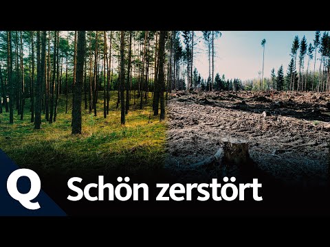 Unser Wald: Warum wir ihn lieben und trotzdem zerstören (Ganze Folge) | Quarks