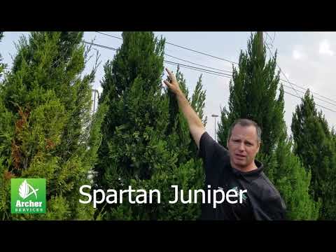 Spartan Juniper - Archer Services
