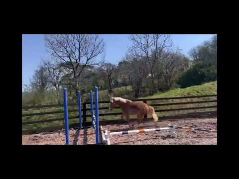 Super potential top 12.2hh pony - Image 2