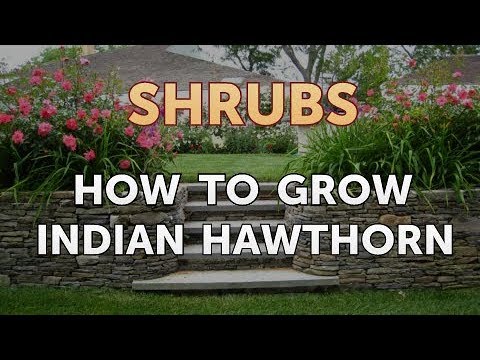 How to Prune a Bottlebrush Shrub