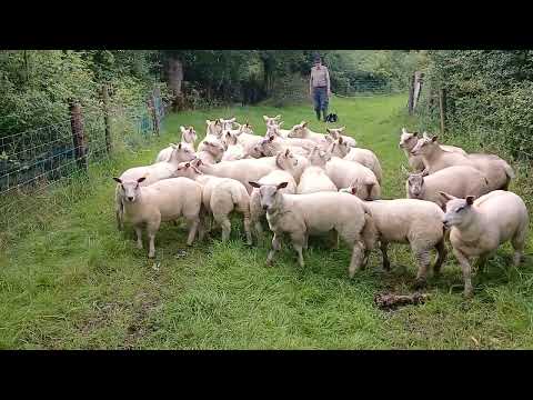 Ewe lambs - Image 2