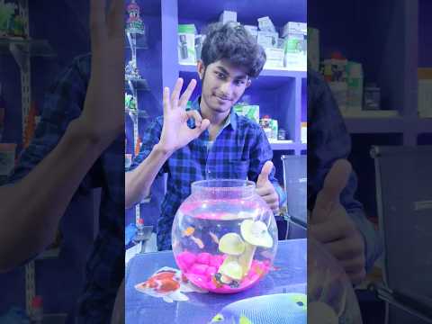 Click Here 👆 Aquarium Fish Bowl Setup 🤯😱 #shorts #viral #ytshorts #fishtank #trending