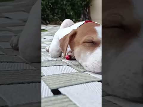 #Aascar #neelanilave #dogslifeshorts #Mydog