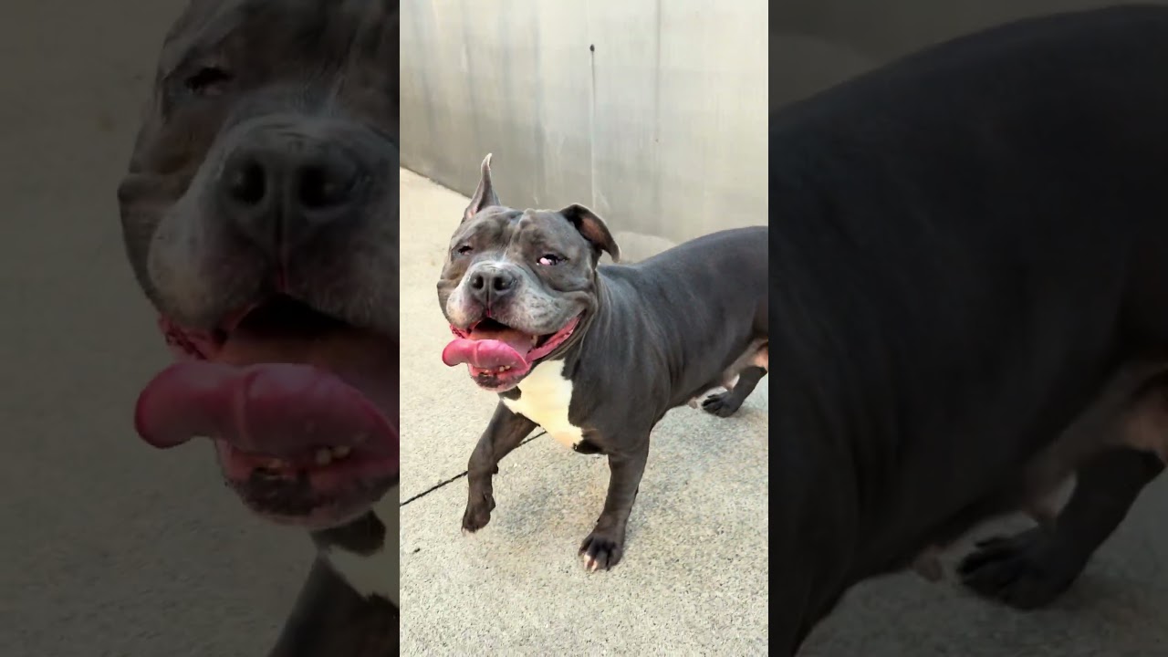 Grenadine's Video 2