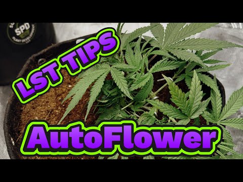 How to Low Stress Train Autos for bigger yeilds #garden #plants #gardeningtips 