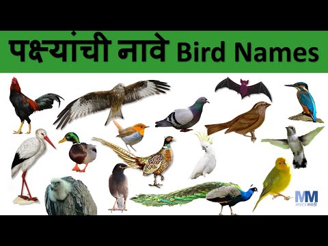 पक्षी | पक्ष्यांची नावे | Bird names | Learn Birds in Marathi with Live video| शिका पक्षी मराठीत