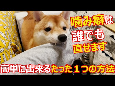犬が家具を噛まないようにするためのヒント