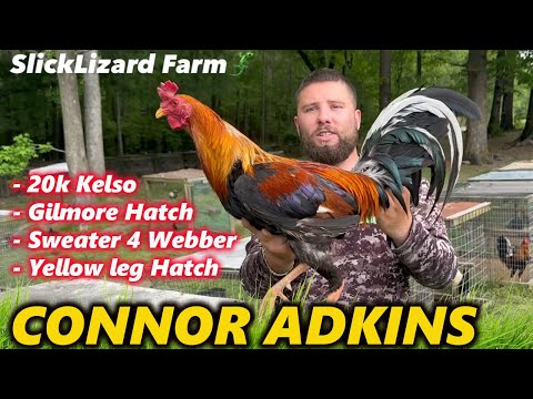 20k Kelso Yellow Leg Gilmore Hatch Sweater Beautiful Birds Slick Lizard Farm