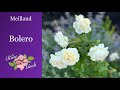 🌹 Bolero / Meilland Rose / First season own root / Meidelweis