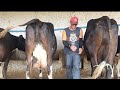 HUGO ENSINA A ESTUDANTE TIRAR LEITE DA VACA CANADÁ E ELA PURO NO CURRAL EM SOLEDADE PARAIBA