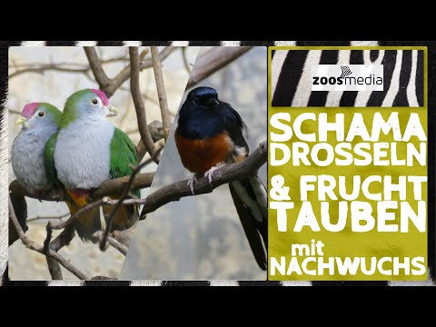 Film von zoss.media: Nachwuchs bei Schamadrosseln & Fruchttauben im Vogelhaus