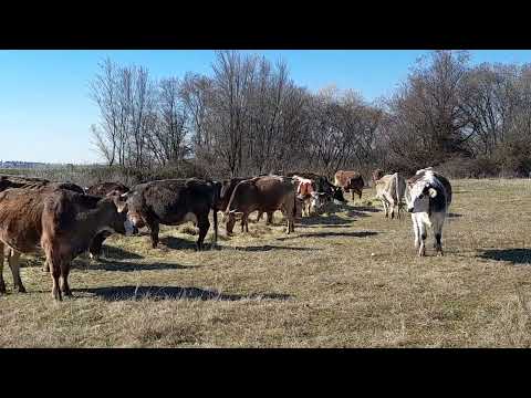 Mandria di mucche pascolano vicino al fiume/Herd Of Cows Grazing