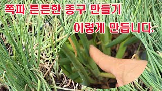 쪽파 튼튼한 종구 만들기 이렇게 만듭니다.(쪽파 재배, 쪽파 종구, 쪽파 심기, 쪽파 씨앗 만들기.쪽파 종근…