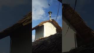 Download lagu Sp Pangeran sriwijaya vs Pjw 330 Bw nya Sampai Kis-Kis mp3 Download lagu Sp Pangeran sriwijaya vs Pjw 330 Bw nya Sampai Kis-Kis mp3