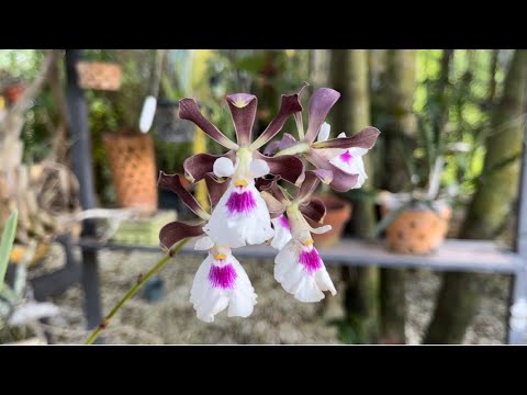 Orchid Garden Update, New Blooms, Entire Garden Tour, How my Garden has Changed, Last Video of 2021