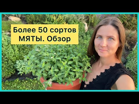 Более 50 сортов МЯТЫ. ОБЗОР. Как выбрать свою мяту?