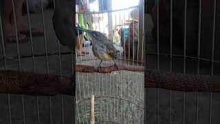 Download lagu pijantung pisang gacor mp3 Download lagu pijantung pisang gacor mp3