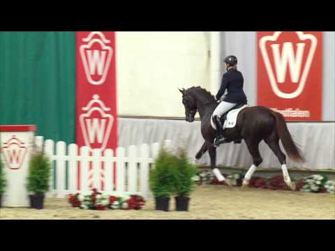 25 Vasco da Gama  Hengst v.Vitalis - Sandro Hit