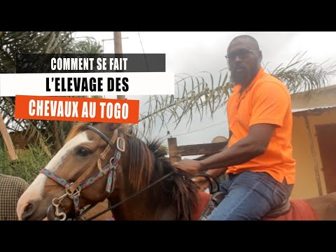 Comment se Fait l'ELEVAGE des CHEVAUX au TOGO