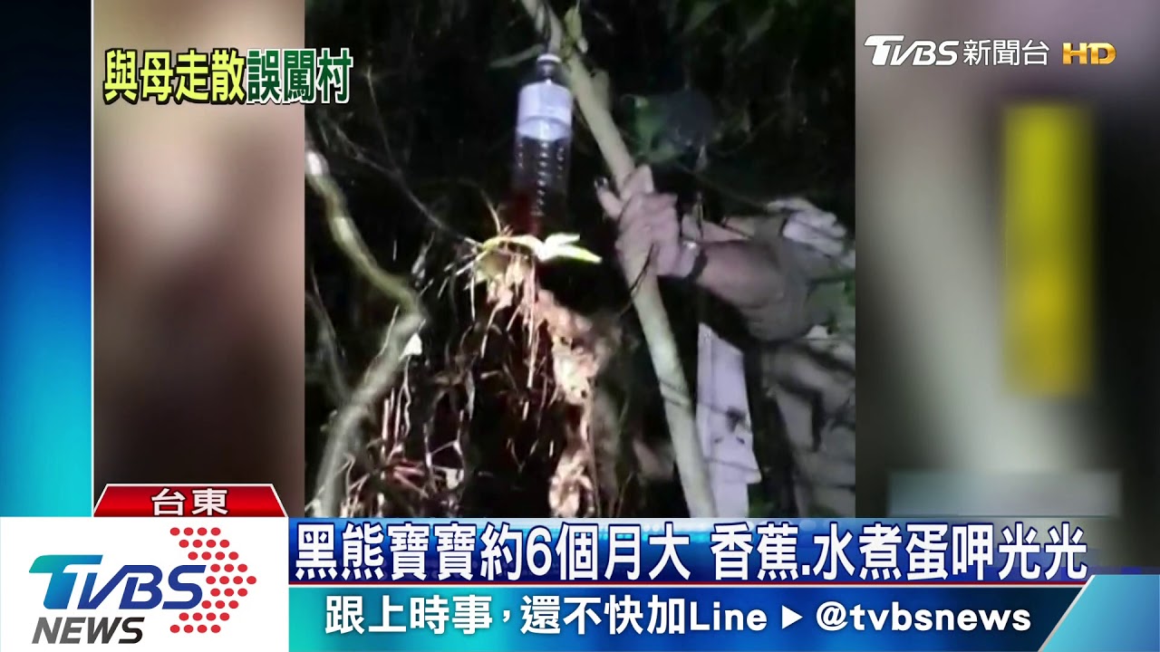 黑熊寶寶誤入村莊被狗追 爬香蕉樹獲救