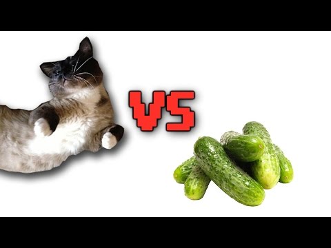 CAT VS CUCUMBER PRANK!!! (BEST REACTION!!!)