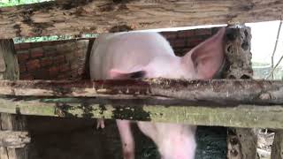 #pig #pigfeed #animals #funnyanimal #farmanimalct #funnyfarmanimal #funnypig #shortvideo #cutepigs
