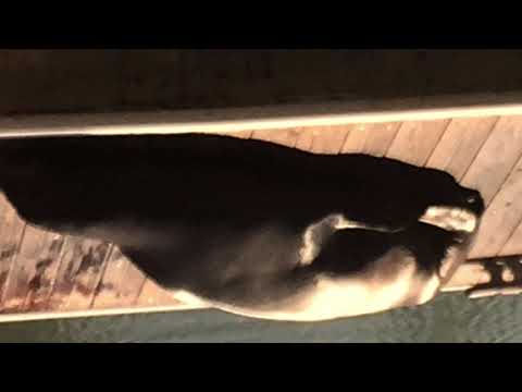 has nothing to Featuring Derek Sherinian keyboard solo