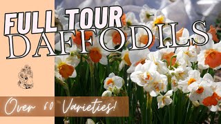 Download lagu FULL TOUR: 2022 DAFFODIL GARDEN TOUR - 60  VARIETIES OF NARCISSUS mp3