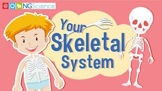 Your Skeletal System
