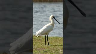 Skestork fuglelyd