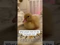 Pet Ducks - expectation vs reality