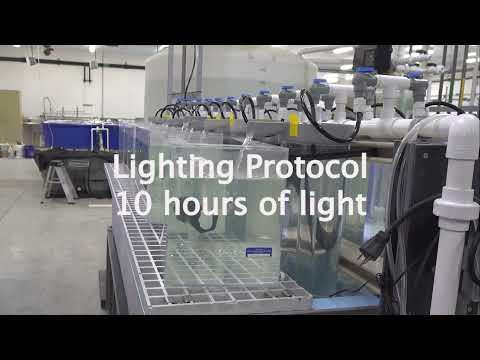 Larval Yellow Perch Video Guide--Module 3: Egg Incubation