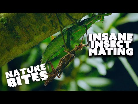 Giant Stick Insects Intriguing Mating Rituals