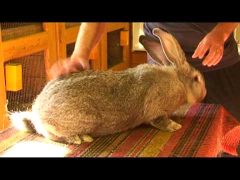 Йозеф Марко - заводчик бельгийского гиганта в Словакии