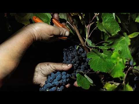 Wenn der Tag zu heiß wird: Portugiesische Winzer verlegen die Weinlese in die Nacht