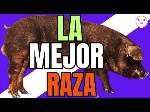 , title : '🏆 La MEJOR RAZA de CERDO para EL ENGORDE, caracteristicas de la RAZA de Cerdo DUROC'