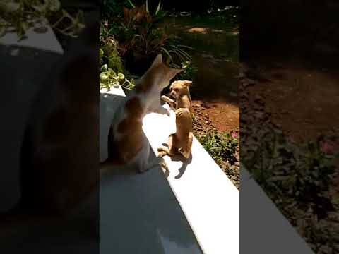 Cat's funny fight