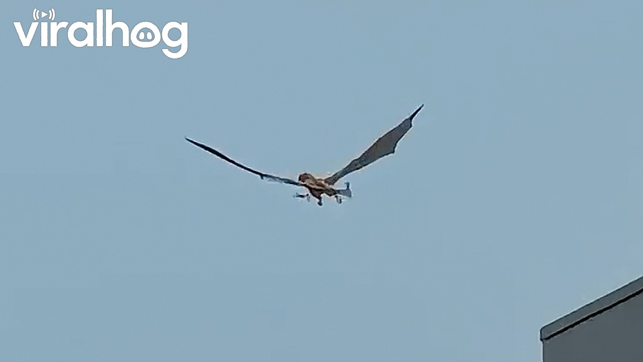 Animatronic Dragon Spotted Flying Over Glasgow || ViralHog