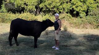 Una  amshata  discurmari la ferma alu Niki Popov(Cola alu Preftu ) dit Peshtera -Varyarie