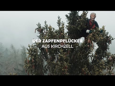 Werner Sennert ist Zapfenpflücker aus Leidenschaft. Sein Arbeitsplatz liegt in den Wipfeln der Bäume