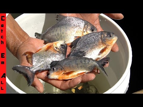 PIRANHAS in FLORIDA GROWING POPULATION! **100s of Babies Caught in Pacu Fish Trap**