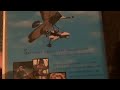 Fly Away Home 1996 VHS Review